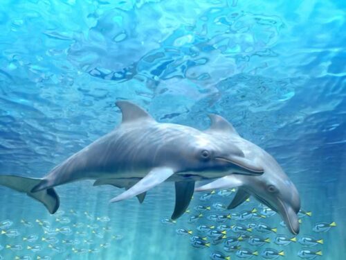 LISB704-dolphin-life