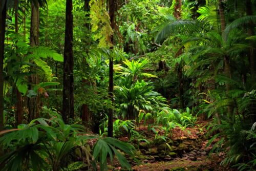 PSB336-rainforest