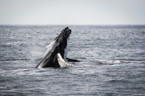 PSB384-humpback-whale-surfacing