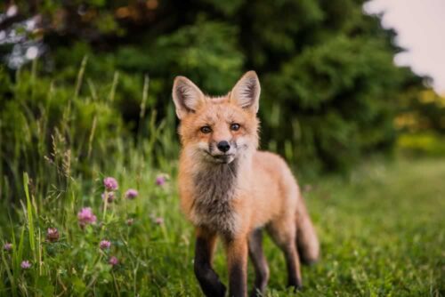PSB397-fox-in-the-wild